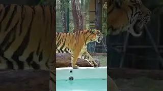 TIGER BIG : why do tigers sleep ? : 08/02/2023 ;
