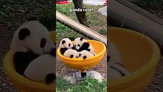 Panda&rsquo;s comfortable life #foryou #funny #funnyanimal #panda #funnypanda