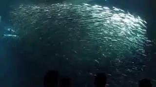 Sardine vortex