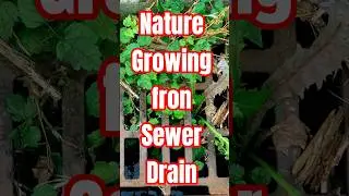 Nature Growing from Sewer Drain #art #danger #photography #plants #nature #growing #Sewer #Drain #hi