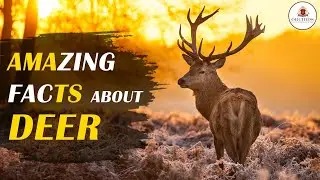 Amazing Facts of Deer | Life Of Deers | Wildlife Documentary | @OrchidsTheInternationalSchool