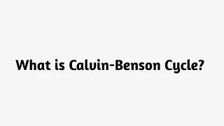 What is Calvin Benson Cycle ?