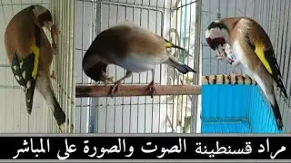 مراد قسنطينة يقدم فيديو ياكد فيه على علامات جهوزية الطيور لكن بالجيل الجديد للفراخ 2022