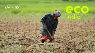 Eco India: Как защитить фермеров от потерь урожая в Индии?