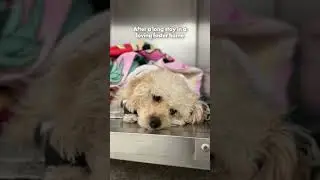Petsecure gave this dog a second chance