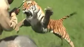RAVE: Felines Leaping, Falling, Landing, and Failing