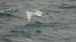 Puffinus mauritenacus