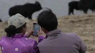 Connected Yaks in China give farmers a reason to celebrate  |  #CaseForChange