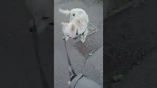 POV: stai per uscire col cane