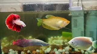 Cleaning My Fish Tank 🐠|| Varun Vlogs
