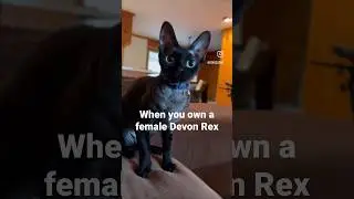 What it&rsquo;s like to own a female Devon Rex Cat #funny #cat #catlover