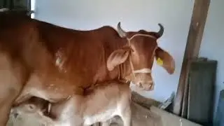 Have you  cute baby#heartwarming #cow #beautifulanimals #animals #cow videos #cows #cowlover #life