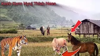 Dab Neeg (22) - Keeb Kwm Nyuj Thiab Nees 10/01/2026