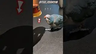 The Smart Bird Challenge#shortsvideo