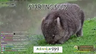 Substitute Teacher Loz Stream | Australia 101
