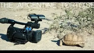 Turtle Conservancy - The Argentine Tortoise 2008
