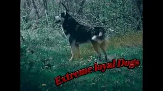 Extreme loyal dogs || What is more loyal than a dog|| pet Animals