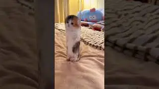 #animals #cat #dog #anitube #cute #funny #fyp #yourpage