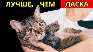 7 вещей, которые ваша кошка любит больше, чем получать