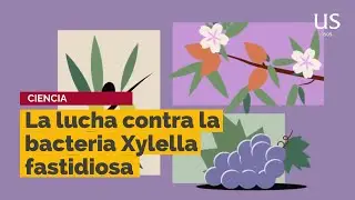 Cómo evitar que la bacteria Xylella fastidiosa afecte a cultivos como el almendro, el olivo o la vid