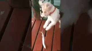 Can Dogs Eat Seafood 🦞#dogs #shorts