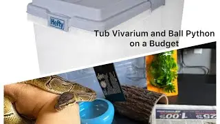 Tub Vivarium and Ball Python on a Budget