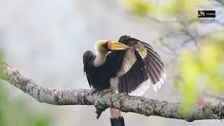 Great Hornbill from Himalayas | Great Hornbills Mate for life | Wildlife Photography | TrulyWild 4K