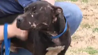 Man arrested for dog fighting - Jason Hasket