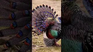 Stunning Ocellated Turkey | Rare & Colorful Wildlife #nature #naturemusic #trending