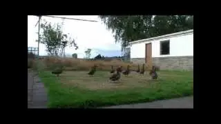Ten Ducks Fly Away