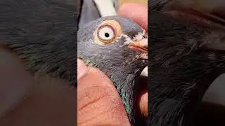 jammu pigeon LOFT #viralyoutubeshorts #shortsfeed #birds #pigeon #like #subscribe