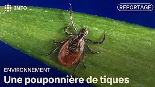 Une premi&egrave;re pouponni&egrave;re de tiques est mise sur pied en Nouvelle-&Eacute;cosse