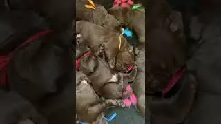 Шоколадные мишки 2 недели 💕 #labrador #dog #puppy #viral #cute #милота #лабрадоры #trending