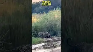 Trzy Lamparty Atakują RATELA