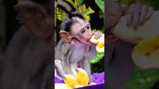 Cute Baby Monkey Eating Banana #shorts