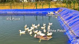 Duck rest floating mat in IFS Pond | Azola feeding | White Pekin and Khaki Campbell integrated model