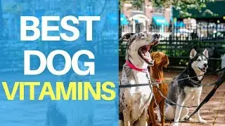 Best Dog Vitamins To Maintain Your Dog&rsquo;s Health And Prevent Arthritis