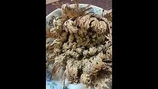 New Moon Ritual - Rose of Jericho