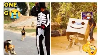 Very Funny Plastic Box prank on dog & Ghost prank on dog 🐕#smzpranks01