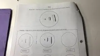 Meiosis Random Assortment Demonstration
