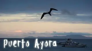 Galapagos-Puerto Ayora: Action at the Fishmarket - sea lions, birds, marine iguanas (timelapse)