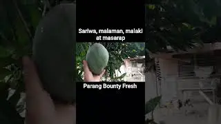 Wow! 😲 I&rsquo;m absolutely amazed by this rare giant mango!