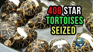 Woman Held with star tortoises, 406 Indian Star tortoises seized | Overseas News