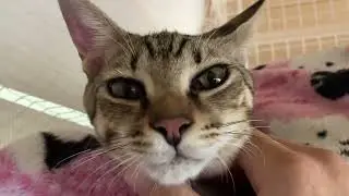 ネコニウムをバッチリ充填！『保護猫カフェらっくら家』さんに行ってきた