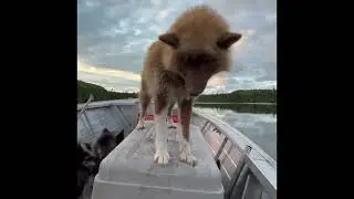 Canadian Inuit dogs on a boat ride