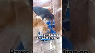 Kampala dogs are running out of food please kindly link in bio and donate for today's meal