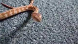 Reptile collection update