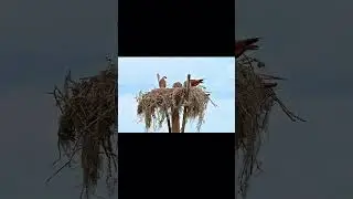 Osprey Family #osprey #birdingparadise #birds  #wildlifephotographygear #photography