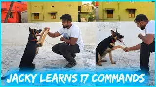Jacky German shepherd Puppy Training 🔥 | Dog Training Tamil | #Germanshepherd
