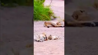 Napping and resting of King's family #wildlife #animals #lion #lioness #cubs #nature #shorts #zoo
